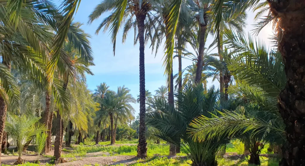 Sunlight filtering through palm trees in the Elche palm grove, Alicante, Spain