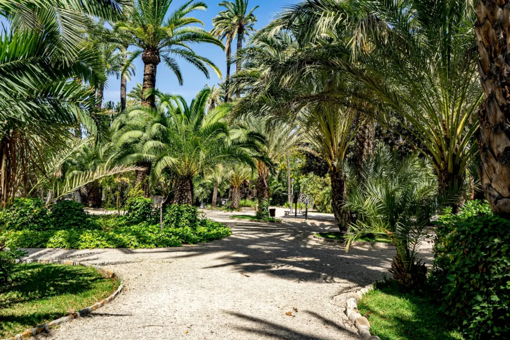 Palm grove in Elche Spain on a sunny day