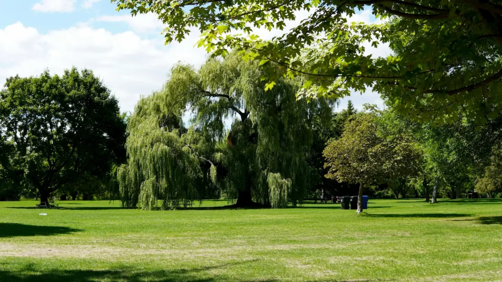 Sunny green park in London on a summer day